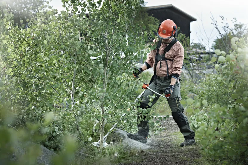 Röjsågar, Vilhelmina, Storuman, Åsele, Dorotea